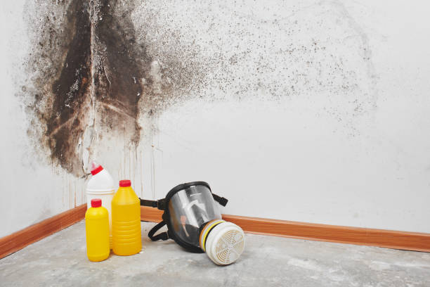 Best Mold Remediation  in Fyffe, AL