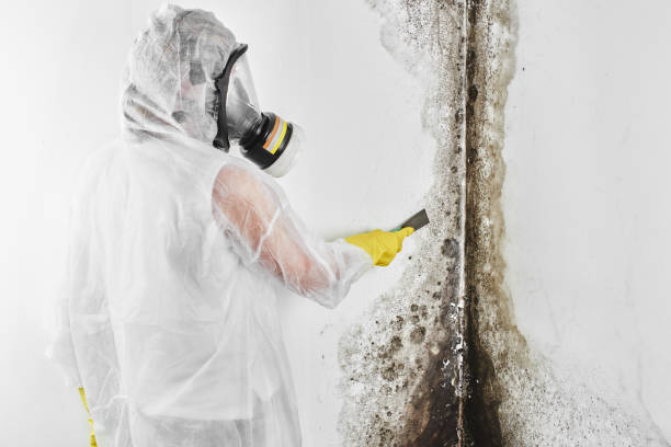 Best Mold Testing  in Fyffe, AL