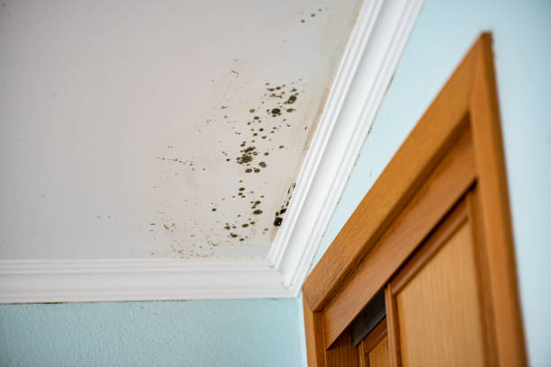Best Same-Day Mold Removal  in Fyffe, AL