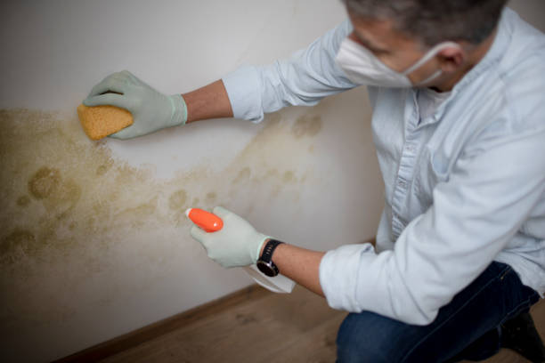Mold Testing and Removal in Fyffe, AL