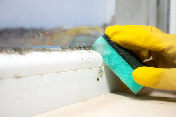 Best Professional Mold Removal  in Fyffe, AL