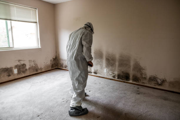 Best Toxic Mold Removal  in Fyffe, AL