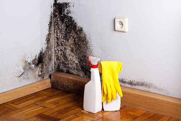 Best Mold Cleaning Services  in Fyffe, AL