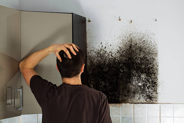Best Local Mold Removal Service  in Fyffe, AL