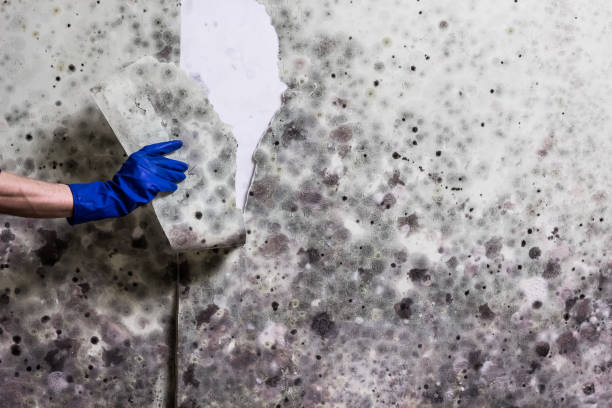 Best Mold Damage Repair  in Fyffe, AL