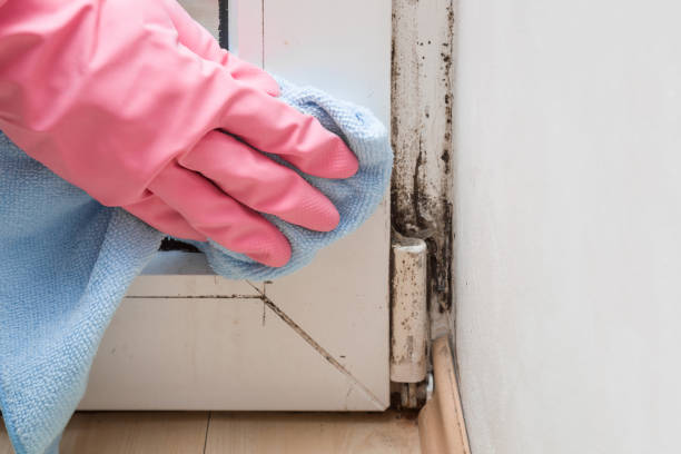 Best Mold Remediation Services  in Fyffe, AL