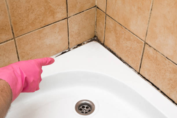 Trusted Fyffe, AL Mold Removal Experts